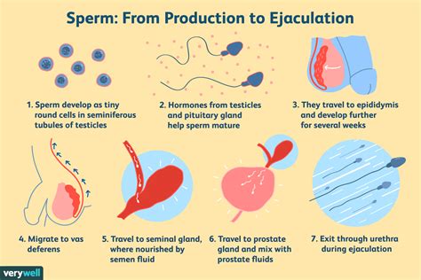 how to shoot sperm|How to Produce Semen (Process, Tips & Tricks)